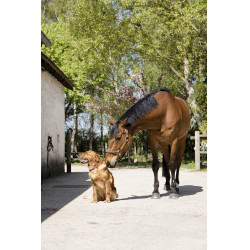 Lederhalsband Diego & Louna für Hunde Natürlich Braun Lederhalsband Diego & Louna für Hunde Natürlich Braun