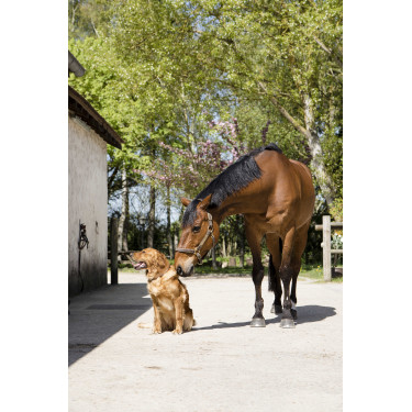 Lederhalsband Diego & Louna für Hunde Natürlich Braun Lederhalsband Diego & Louna für Hunde Natürlich Braun