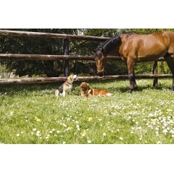 Lederhalsband Diego & Louna für Hunde Natürlich Braun Lederhalsband Diego & Louna für Hunde Natürlich Braun