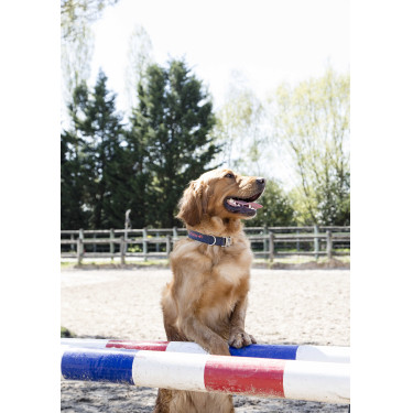 Nylon-Halsband Diego & Louna für Hunde