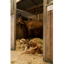 Nylon-Halsband Diego & Louna für Hunde