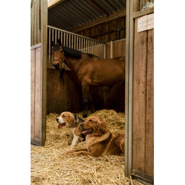 Nylon-Halsband Diego & Louna für Hunde