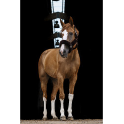 Halfter Equithème Teddy Schwarz / Braun