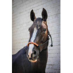 Amerikanisches Ethologisches Halfter Pénélope Schwarz