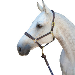 Halfter Privilege Equitation La Baule Halfter Privilege Equitation La Baule