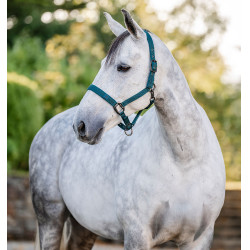 Halfter und Führstrick Horseware Dynastie Grün