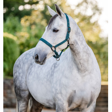 Halfter und Führstrick Horseware Dynastie Grün