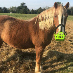 Panier Greenguard Vert fluo ancien modèle