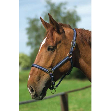 Nylonhalfter mit Leder unterlegt Norton Marine / Himmelblau Nylonhalfter mit Leder unterlegt Norton Marine / Himmelblau