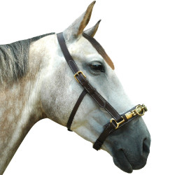 Kappzaum Canter