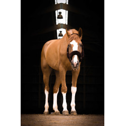 Halfter Equithème Teddy Schwarz / Braun