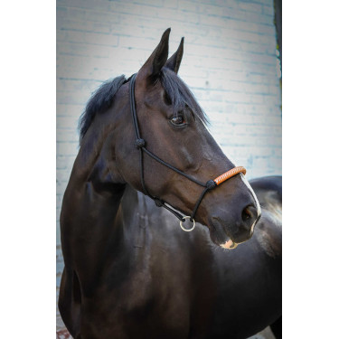 Amerikanisches Ethologisches Halfter Pénélope Schwarz