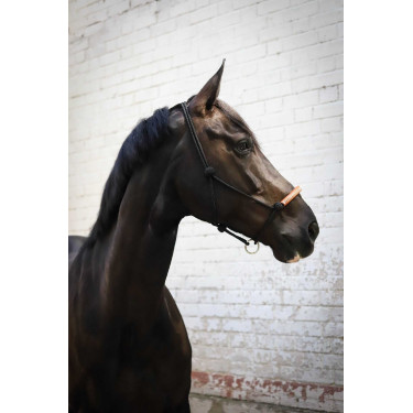 Amerikanisches Ethologisches Halfter Pénélope Schwarz