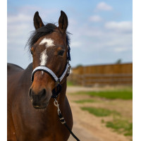 Halfter Equithème Nylon Check Marine / Braun Blau