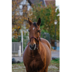 Nylonhalfter Spring Equithème Bordeaux Nylonhalfter Spring Equithème Bordeaux