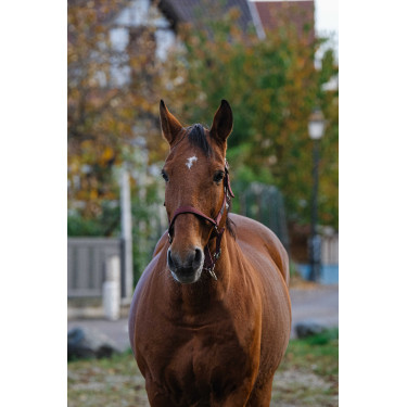 Nylonhalfter Spring Equithème Bordeaux Nylonhalfter Spring Equithème Bordeaux
