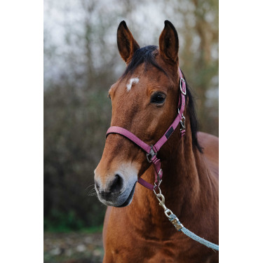 Nylonhalfter Spring Equithème Pink Rosa