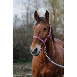Nylonhalfter Spring Equithème Pink Rosa