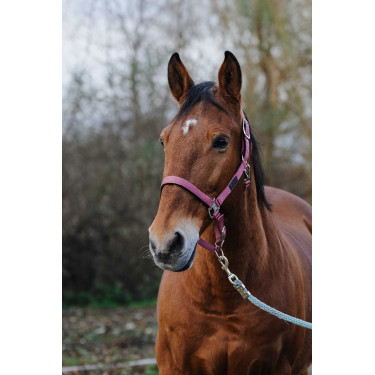 Nylonhalfter Spring Equithème Pink Rosa