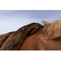 Reitpad Norton Confort Braun Reitpad Norton Confort Braun