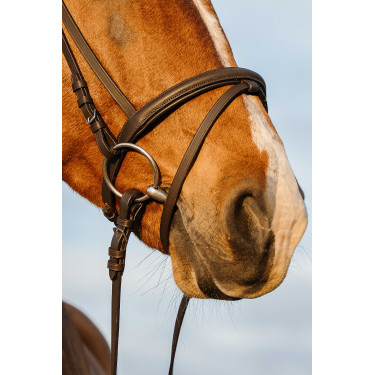 Bridon Riding World kombiniertes Reithalfter doppelt Havanna Braun