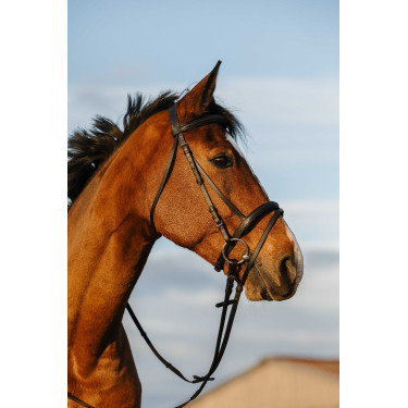 Bridon Riding World kombiniertes Reithalfter doppelt Schwarz