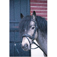 Trense Pénélope Eden Havanna Braun