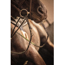 Pénélope Howlett Lederzügel Schwarz