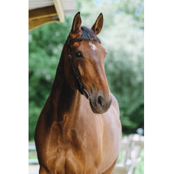 Bridon Freedom Norton Schwarz Bridon Freedom Norton Schwarz