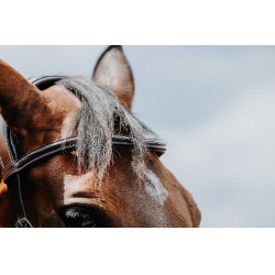 Bridon Freedom Norton Havanna Braun