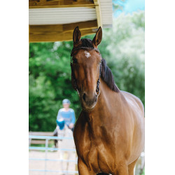 Bridon Freedom Norton Havanna Braun