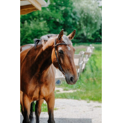 Bridon Freedom Norton Havanna Braun