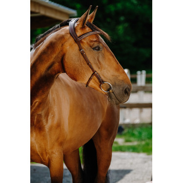 Bridon Freedom Norton Havanna Braun