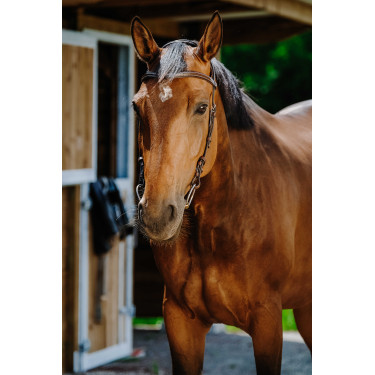 Bridon Freedom Norton Havanna Braun