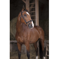 Bridon Norton Pro Fin Schwarz
