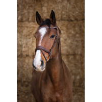 Bridon Norton Pro Miss Havanna Braun Bridon Norton Pro Miss Havanna Braun