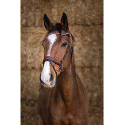 Bridon Norton Pro Miss Havanna Braun