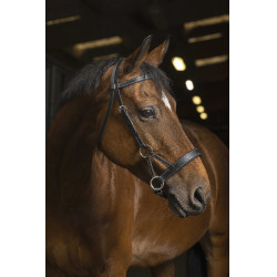 Seitenzieh-Norton Pro Komfort Schwarz Seitenzieh-Norton Pro Komfort Schwarz