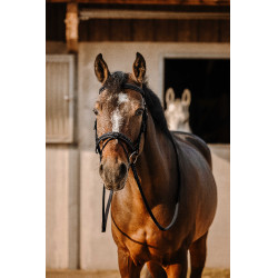 Bridon Eric Thomas Work Schwarz