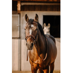 Bridon Eric Thomas Work Havanna Braun Bridon Eric Thomas Work Havanna Braun