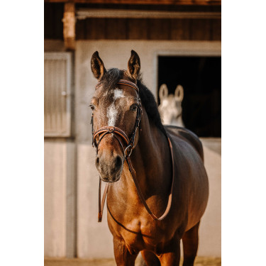 Bridon Eric Thomas Work Havanna Braun Bridon Eric Thomas Work Havanna Braun