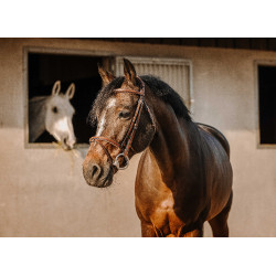 Trense Eric Thomas Crown Havanna Braun Trense Eric Thomas Crown Havanna Braun