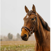 Trensenzaum Norton Club Strass V Schwarz