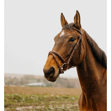 Bridon Norton Club Square Havanna Braun Bridon Norton Club Square Havanna Braun