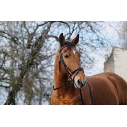 Bridon Norton Training Schwarz