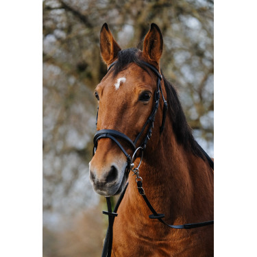 Bridon Norton Training Schwarz