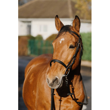 Bridon Norton Training Schwarz