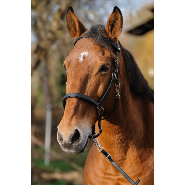 Trense/Halfter Norton Training