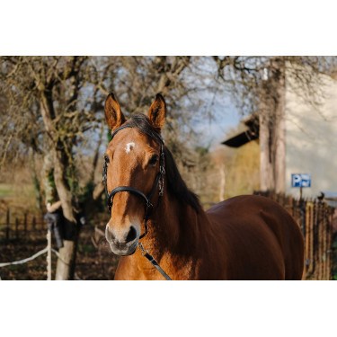 Trense/Halfter Norton Training