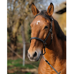 Trense/Halfter Norton Training